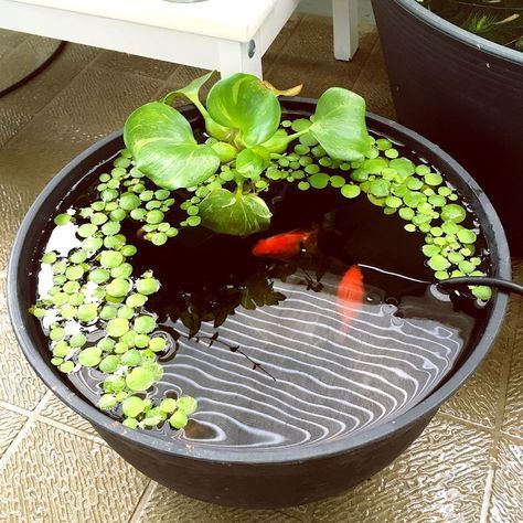 a small tank pond with greenery and a couple of koi fish is a cute and catchy decor idea to rock