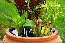 a terracotta pot as a water garden bowl with various plants is a very beautiful and chic decoration
