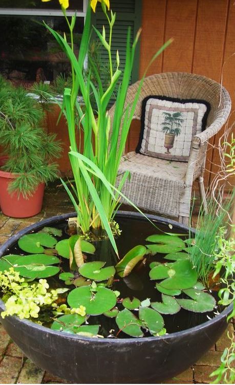 an oversized porcelain bowl as a backyard mini pond with several water plants is a beautiful outdoor decoration