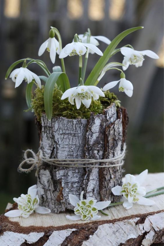 a lovely spring flower arrangement of snowdrops in moss wrapped with bark is a beautiful rustic spring decoration to rock