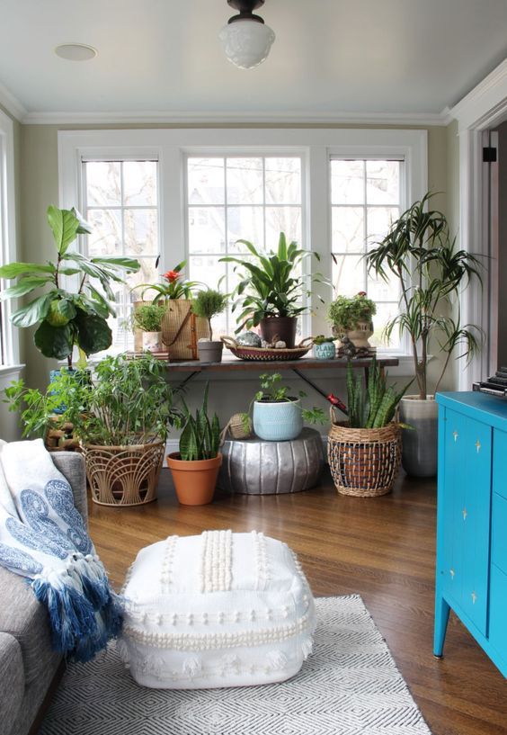 a small sunroom with a grey sofa, a colorful blanket, a bold blue sideboard, a large collection of potted statement plants
