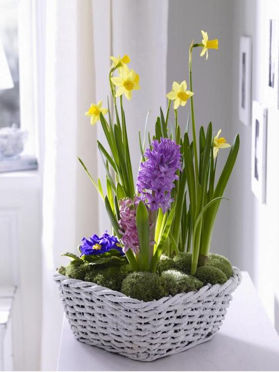 a white basket with moss, bright hyacinths and daffodils is a lovely rustic decoration for spring with much color