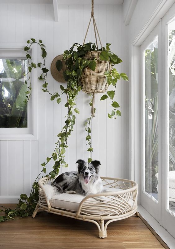 A beautiful and stylish rattan dog bed with a neutral mattress is a very cool idea for a mid century modern space