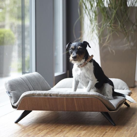 a chic plywood couch with a grey mattress will be a great solution for a mid-century modern room and your dog will sleep with comfort