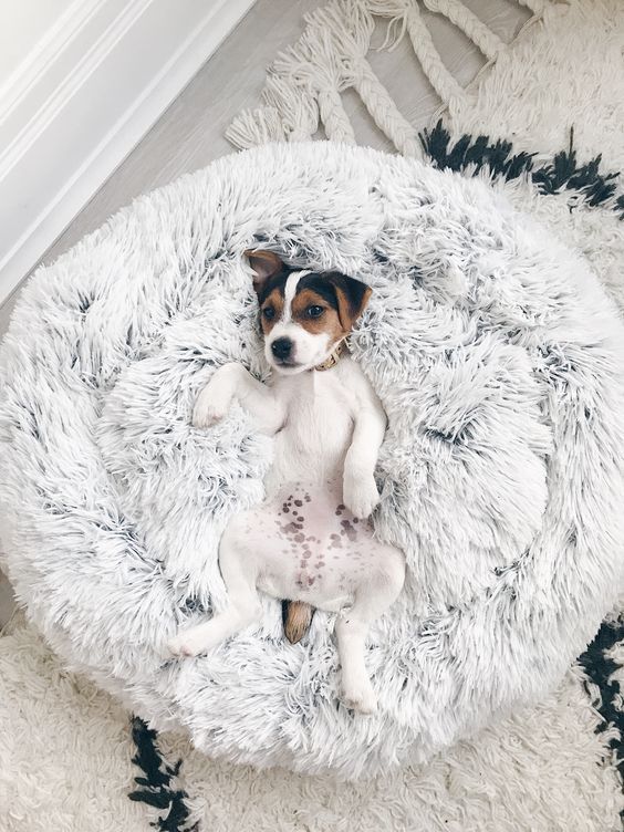 a round super soft dog bed of faux fur is a pretty idea that won't spoil your interior and will make your dog happy
