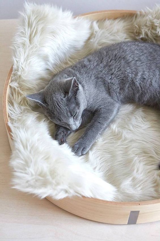 A simple nest like cat bed with faux fur is a classic and chic idea for a contemporary or minimalist space