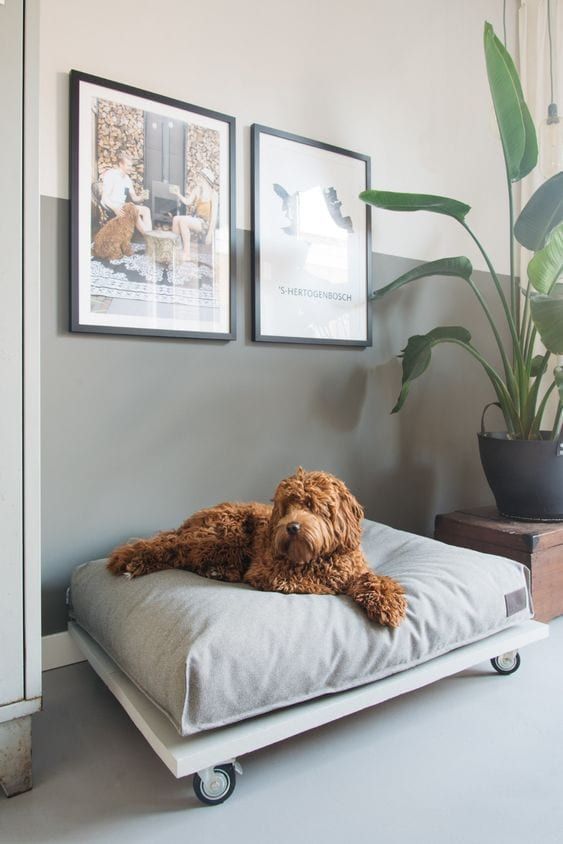 a stylish modern dog bed on casters with an oversized grey cushion is a lovely idea for a modern or contemporary space