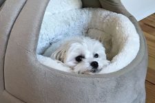 an all-soft dog bed with a neutral soft inner is ideal for a small dog and can be a very cool solution