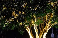 a tree illuminated with a round light is a great idea for nights, you enjoy the beauty of your garden even during dark