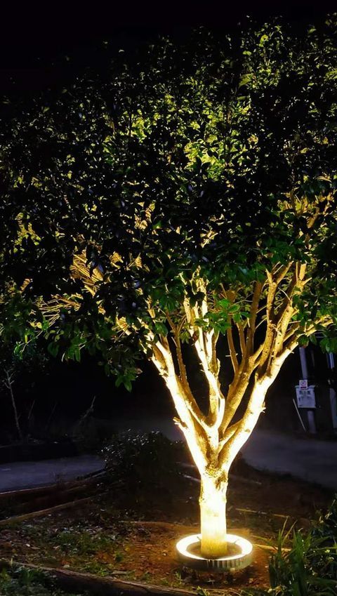 a tree illuminated with a round light is a great idea for nights, you enjoy the beauty of your garden even during dark