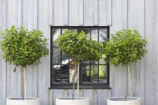 white concrete cup-like planters with trees are great not only for a modern space but also for a rustic one