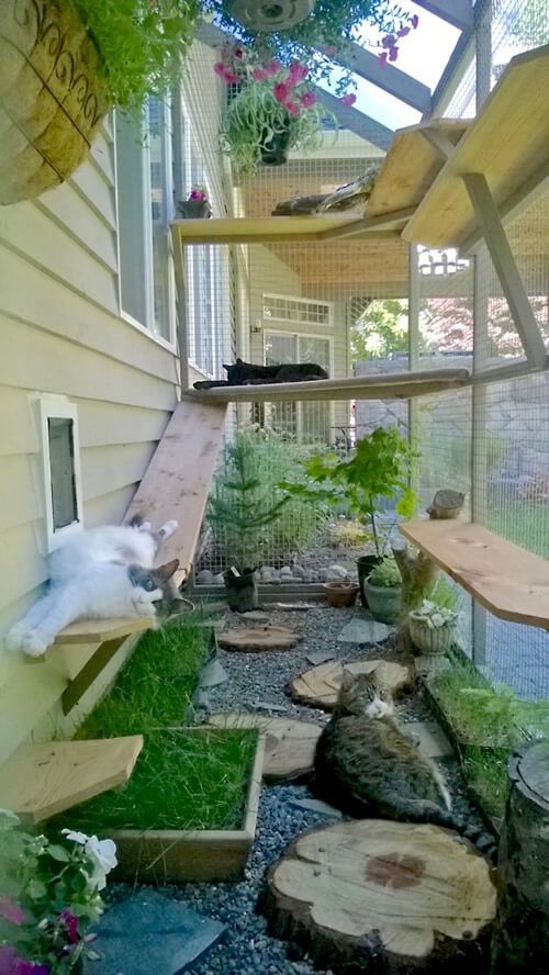 a large natural cat enclosure with shelves and beds, pebbles and wood slices, lots of herbs and blooms