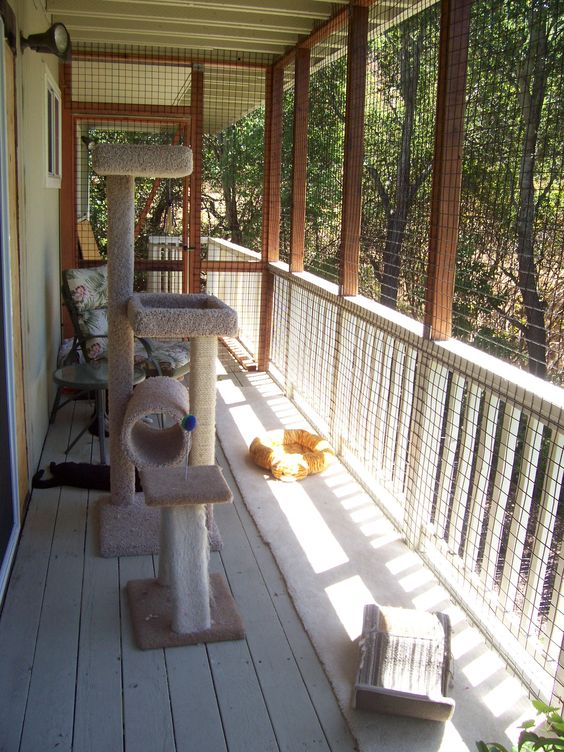 a screened porch as a cat patio with a large cat tree, some beds and some human furniture is very welcoming