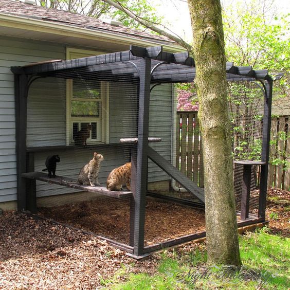 a simple rustic cat patio in black, with shelves, ladders and a scratcher is great for breathing fresh air