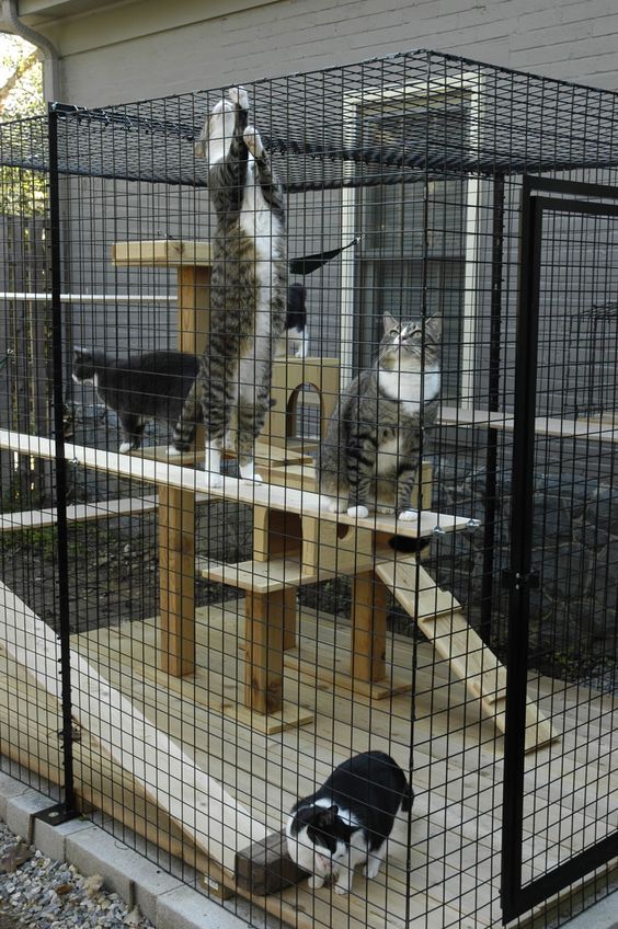 a stylish modern cat enclosure with a deck, a large wooden cat tree and shelves and a hammock