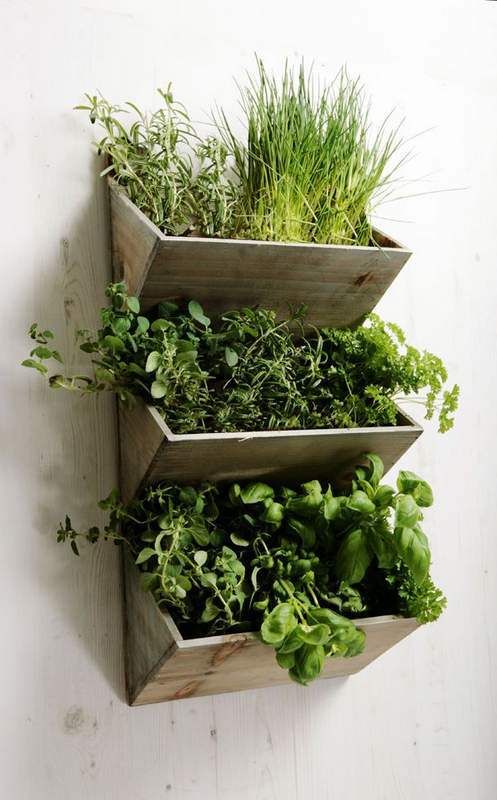 indoor herb garden with several sections