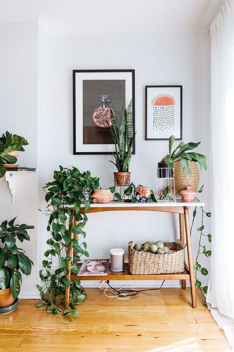 various greenery and ficuses in cute wooden and woven pots refresh the interior