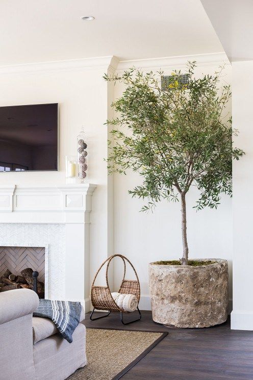 a potted olive tree in a rusty concrete planter for a living room