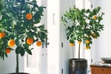 18 potted citrus trees indoors will give your fruit and will look stunning