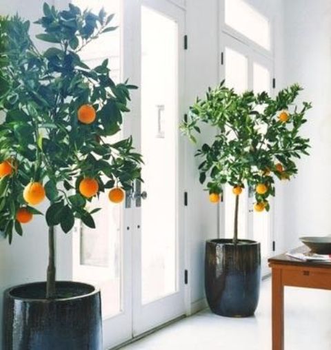 potted citrus trees indoors will give your fruit and will look stunning