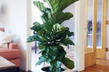 20 fiddle leaf fig in a large white pot will make your space chic