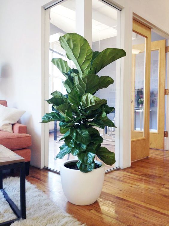 fiddle leaf fig in a large white pot will make your space chic