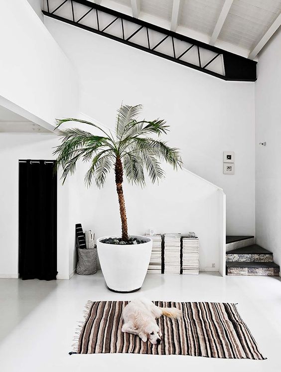beach entryway with a large palm tree in a planter