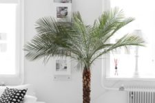 24 palm trees are popular for any space, they are rather easy to maintain and look wow