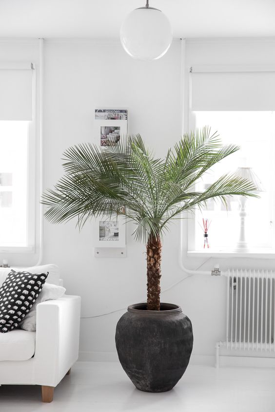 palm trees are popular for any space, they are rather easy to maintain and look wow