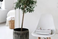 25 indoor olive trees are also very popular because of a cool look