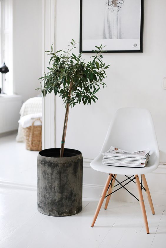 indoor olive trees are also very popular because of a cool look