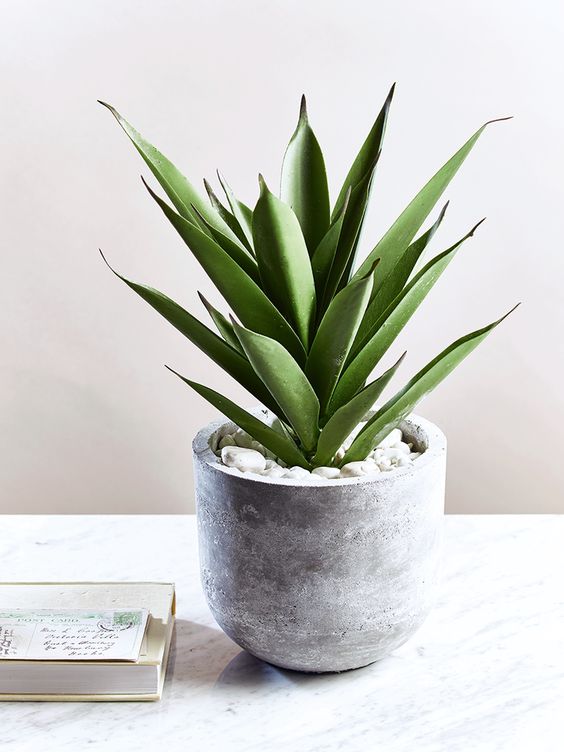 concrete succulent pot is a trendy piece to make