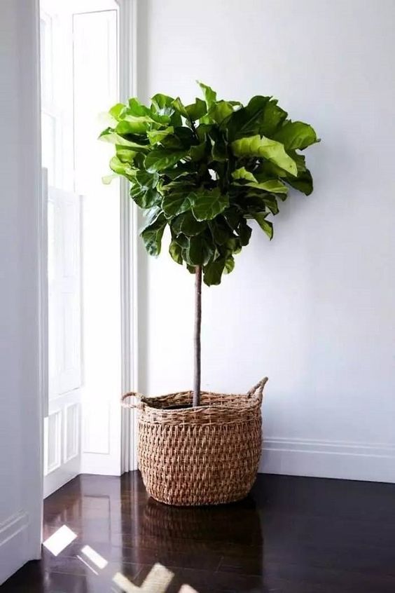 a basket planter is an easy way to add coziness and a rustic feel to the space