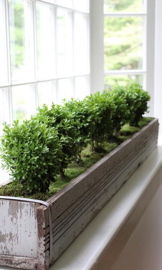 shabby chic window box covered with moss and with same type of plants