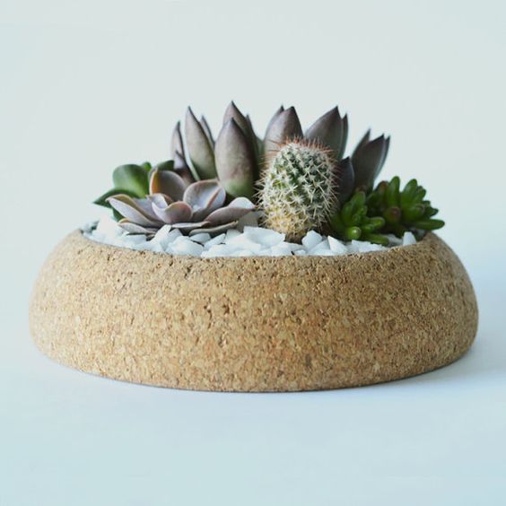 large cork planter with succulents and cacti