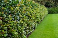 29 amazing thick greenery living fence for your outdoor space