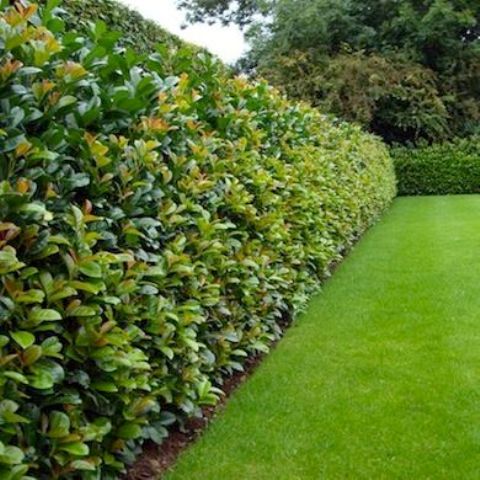 amazing thick greenery living fence for your outdoor space