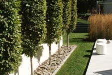 30 hornbeam trees can become a living fence and hide you from everyone