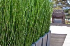 31 horsetail grass in planters can work as a living privacy screen