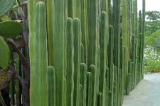 32 if you live in a hot climate a cacti fence is a brilliant idea