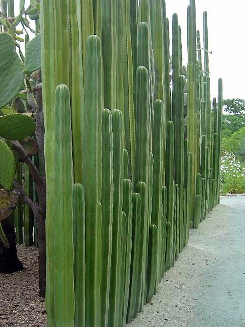 if you live in a hot climate a cacti fence is a brilliant idea