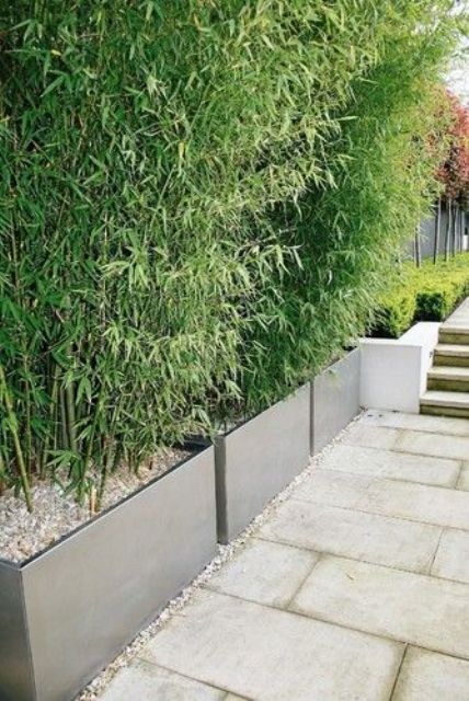 modern planters with some very thick greenery can work instead of a privacy fence
