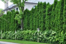 34 perfect thick living fence made of trees