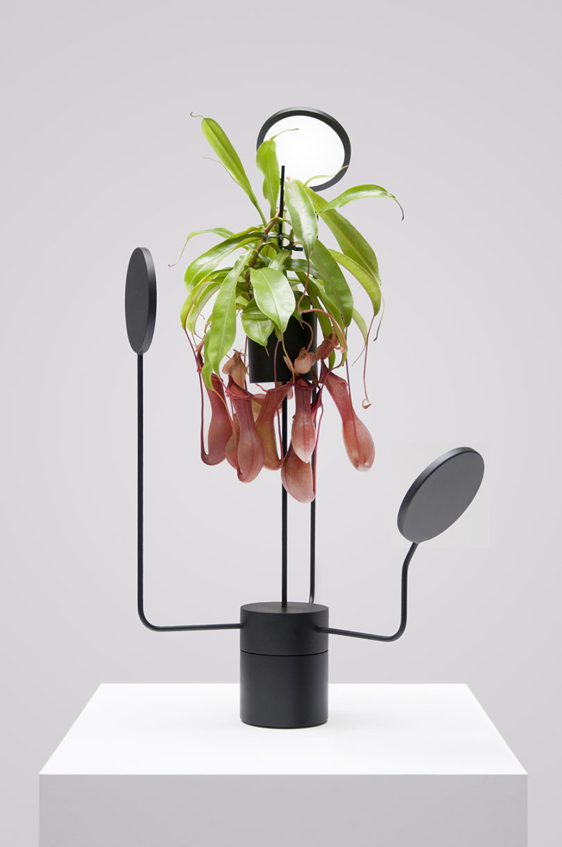 Viride Tres is a hanging planter with lights, it may be rotated, an ideal piece for capricious plants