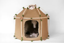Cat Study House by the 41st century
