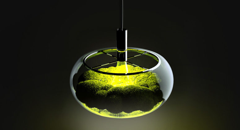 Mosslamp: Your Own Nature Oasis At Home