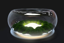 03 The moss grows on a recycled plastic foam within the glass bowl