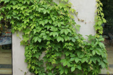 05 Look at this gorgeous ivy growing up the walls