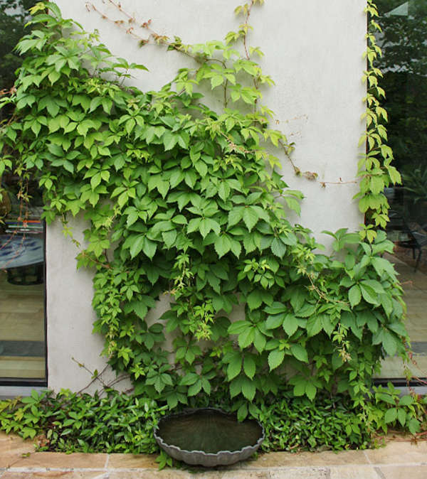 Look at this gorgeous ivy growing up the walls