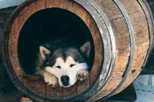 27 make a cool manly dog bed out of a wine barrel, your pet will love it